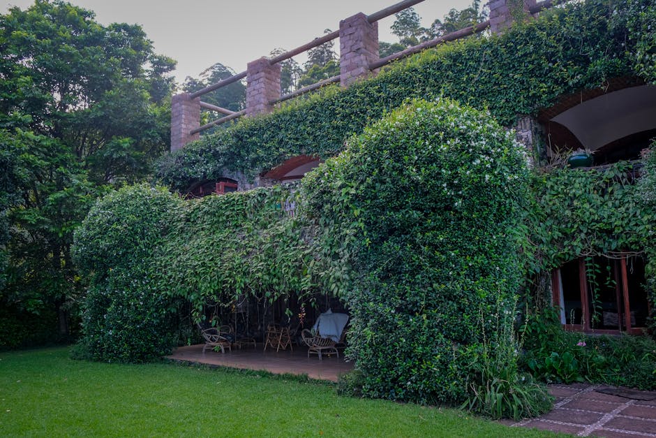 A house with lush vegetation creating a serene and green architectural facade.